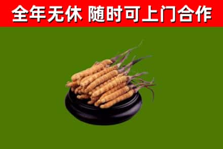 深泽回收冬虫夏草