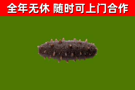 深泽回收海参干